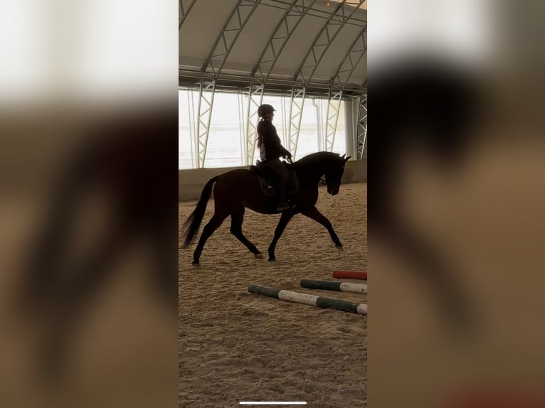 Duitse rijpony Ruin 7 Jaar 147 cm Bruin in Breitenbach am Inn