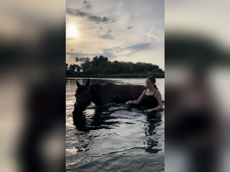 Duitse rijpony Mix Ruin 7 Jaar 147 cm Bruin in Osternienburger Land