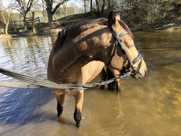 Duitse rijpony Ruin 7 Jaar 147 cm Buckskin in M&#xFC;den (Aller)