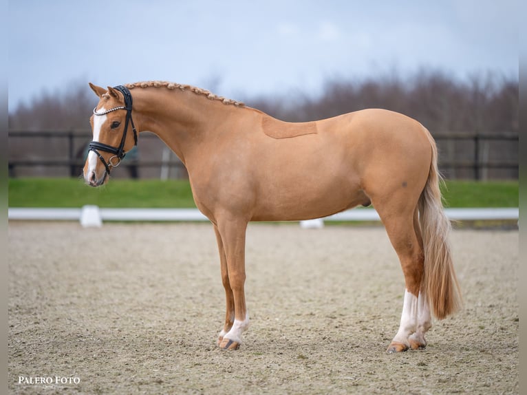Duitse rijpony Ruin 7 Jaar 147 cm Palomino in Skårup