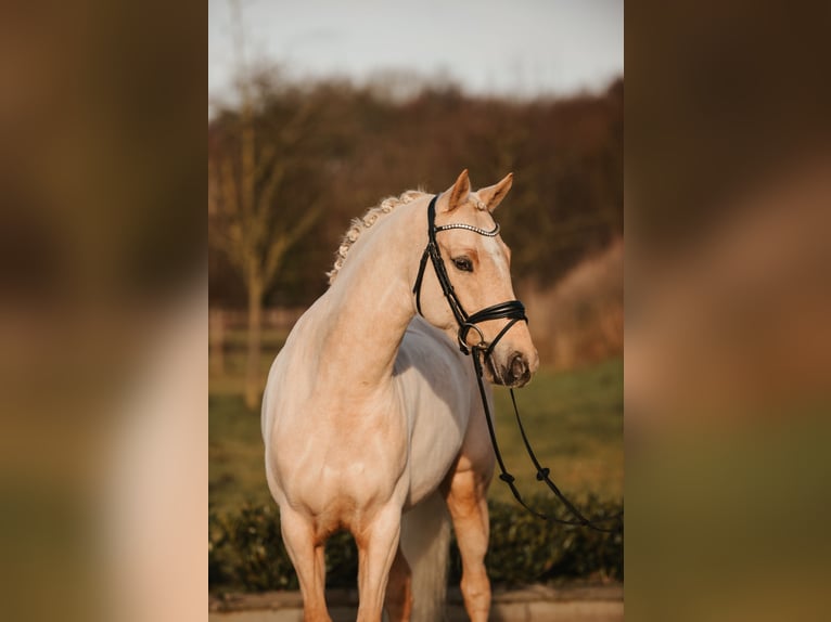 Duitse rijpony Ruin 7 Jaar 147 cm Palomino in Sassenberg
