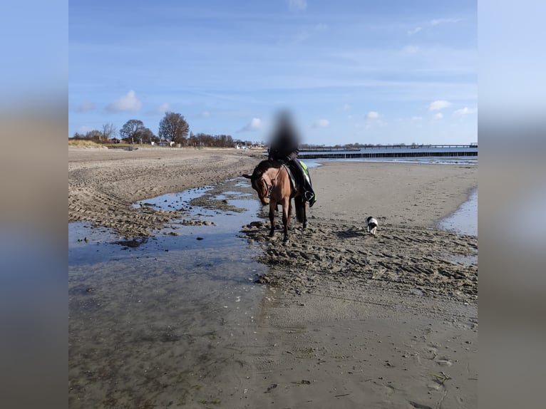 Duitse rijpony Ruin 7 Jaar 147 cm Roan-Bay in Schenefeld