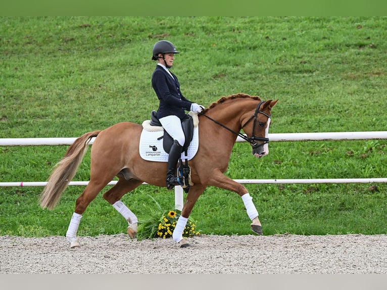 Duitse rijpony Ruin 7 Jaar 147 cm Vos in Gomadingen