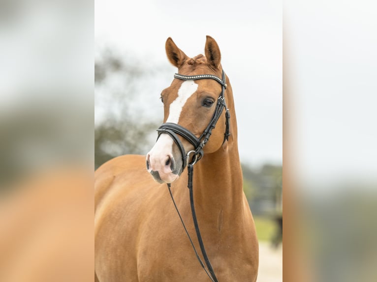 Duitse rijpony Ruin 7 Jaar 147 cm Vos in Gomadingen