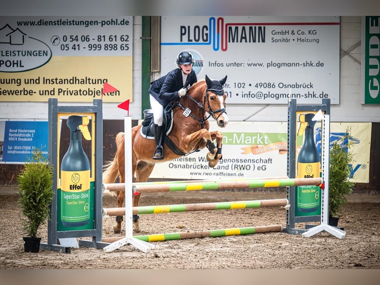 Duitse rijpony Ruin 7 Jaar 147 cm Vos in Preußisch Oldendorf