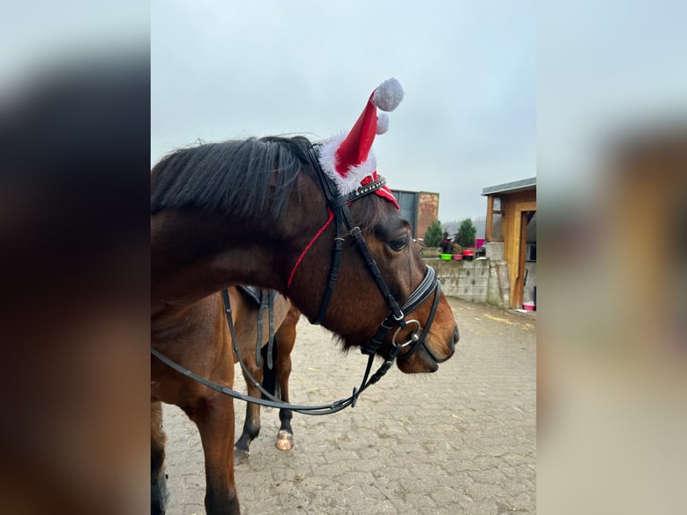 Duitse rijpony Ruin 7 Jaar 148 cm Bruin in Kirchlengern