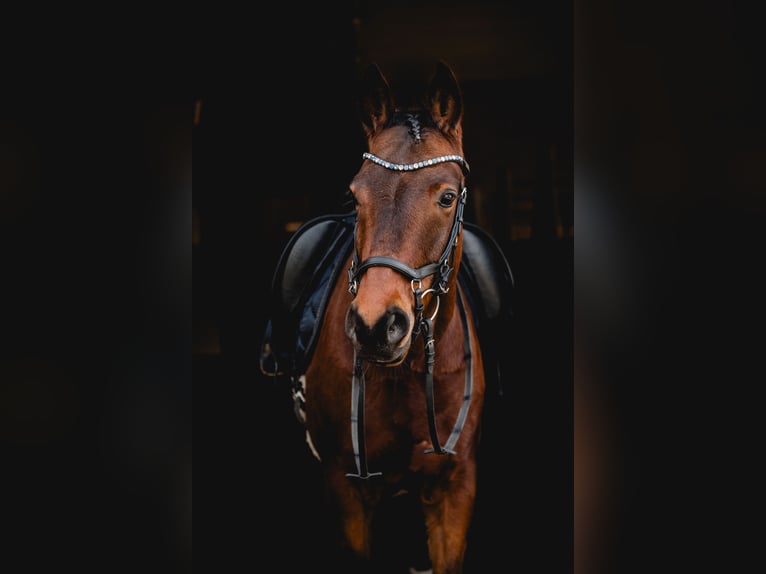 Duitse rijpony Ruin 7 Jaar 148 cm Bruin in Kirchlengern