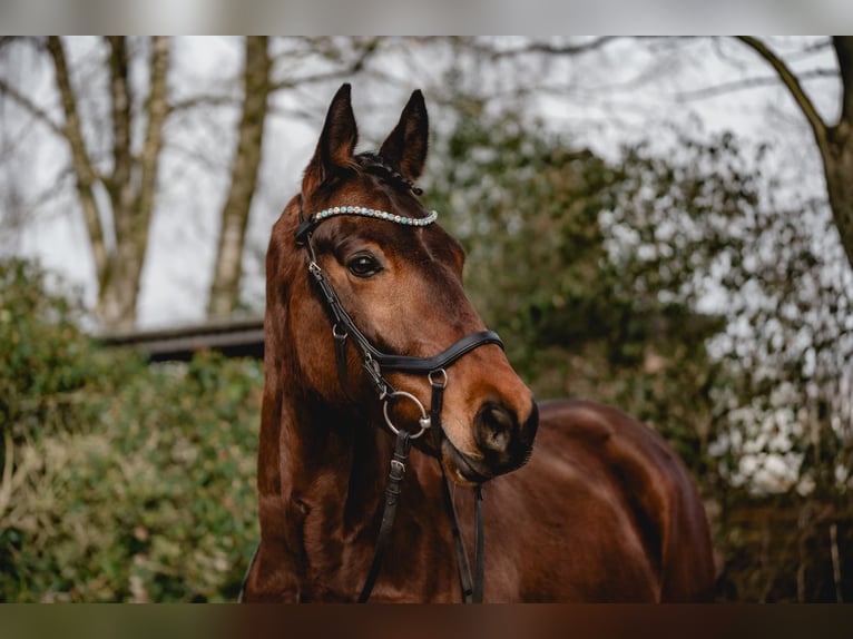 Duitse rijpony Ruin 7 Jaar 148 cm Bruin in Kirchlengern