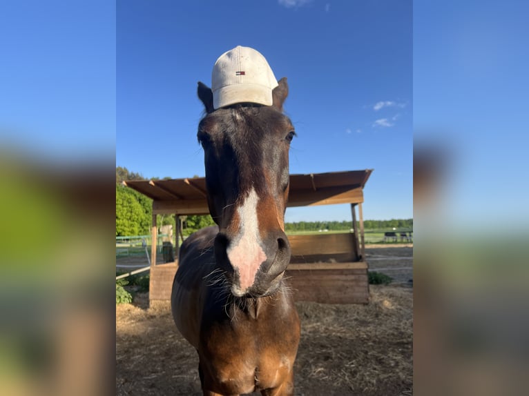 Duitse rijpony Ruin 7 Jaar 148 cm Bruin in Isernhagen