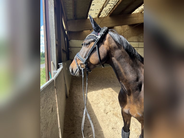 Duitse rijpony Ruin 7 Jaar 148 cm Bruin in Isernhagen