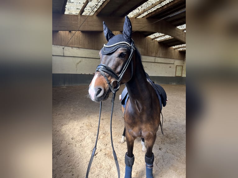 Duitse rijpony Ruin 7 Jaar 148 cm Bruin in Isernhagen