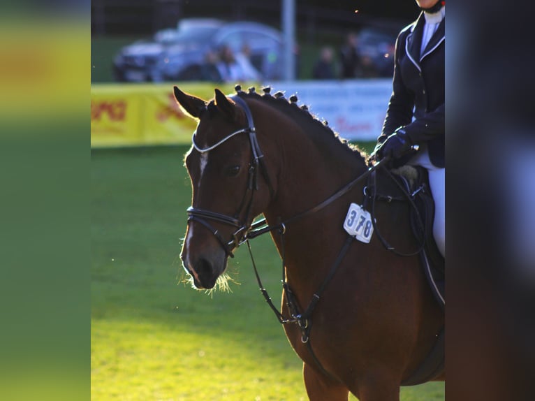 Duitse rijpony Ruin 7 Jaar 148 cm Bruin in Siezbüttel