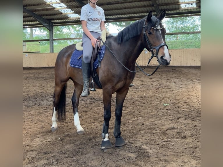 Duitse rijpony Ruin 7 Jaar 148 cm Bruin in Uelsen