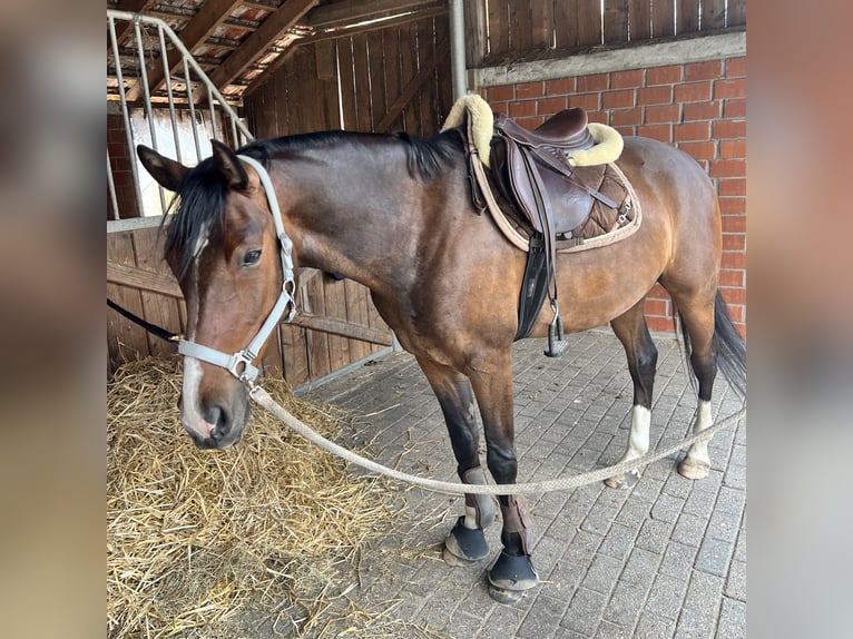 Duitse rijpony Ruin 7 Jaar 148 cm Bruin in Uelsen