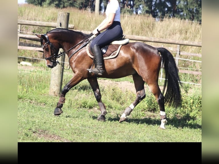 Duitse rijpony Ruin 7 Jaar 148 cm Bruin in Uelsen