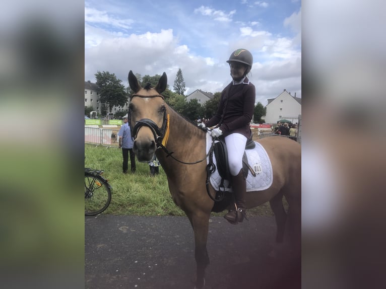 Duitse rijpony Ruin 7 Jaar 148 cm Buckskin in Wuppertal