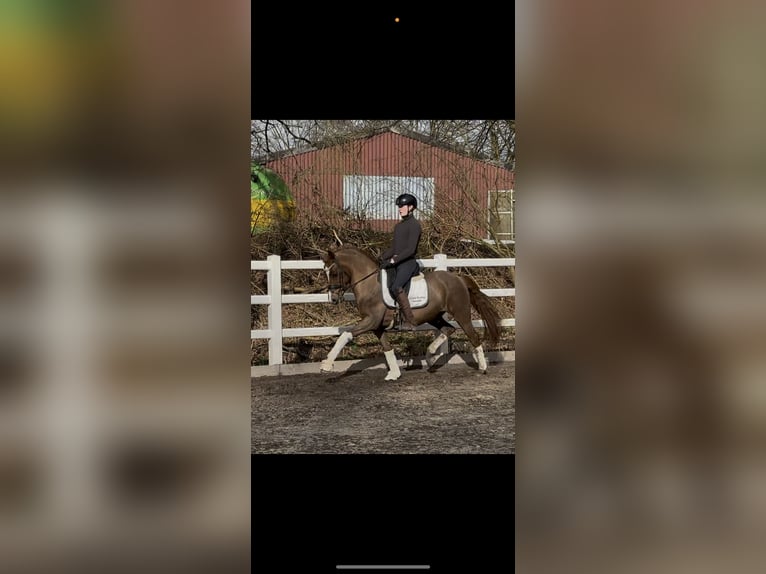 Duitse rijpony Ruin 7 Jaar 148 cm Donkere-vos in Messingen