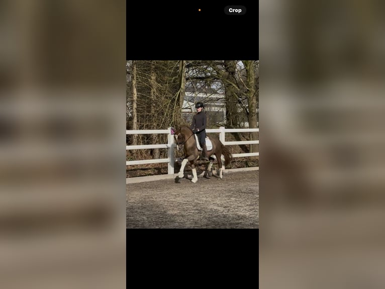 Duitse rijpony Ruin 7 Jaar 148 cm Donkere-vos in Messingen