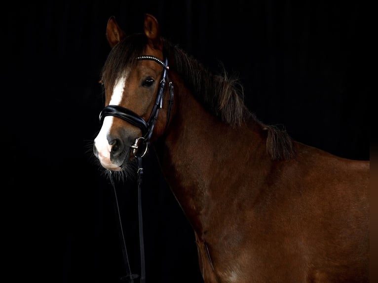 Duitse rijpony Ruin 7 Jaar 148 cm Donkere-vos in Pliening