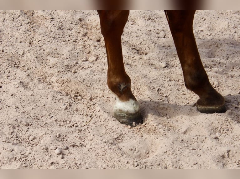 Duitse rijpony Ruin 7 Jaar 148 cm Donkere-vos in Sonnefeld