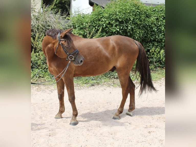 Duitse rijpony Ruin 7 Jaar 148 cm Donkere-vos in Sonnefeld