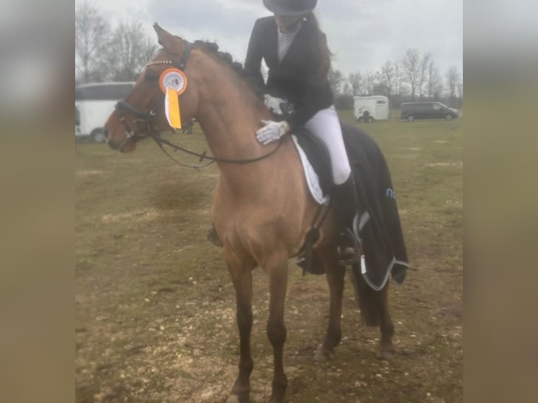 Duitse rijpony Ruin 7 Jaar 148 cm Falbe in Scheggerott