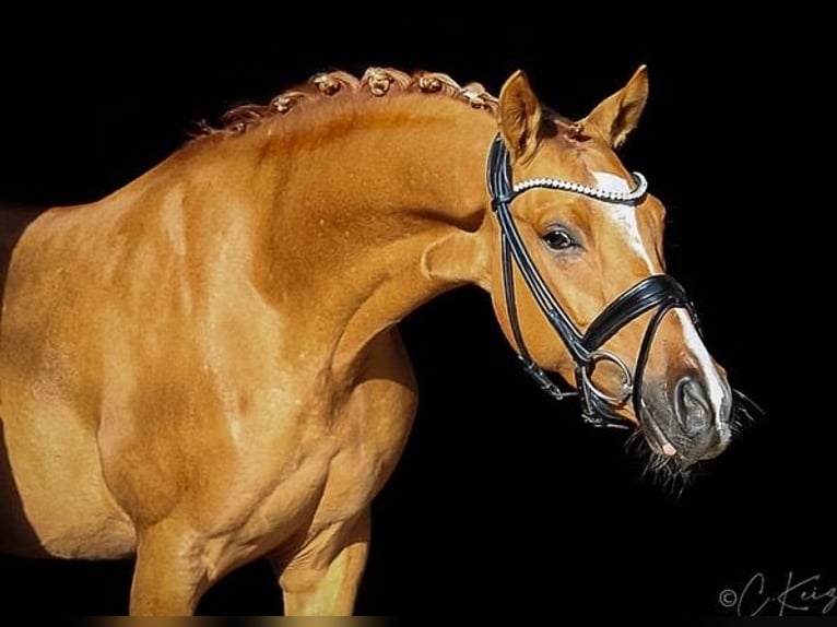 Duitse rijpony Ruin 7 Jaar 148 cm Falbe in Recke, bei Osnabrück