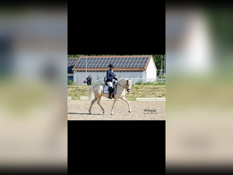 Duitse rijpony Ruin 7 Jaar 148 cm Palomino in Jengen