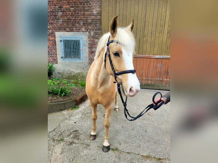 Duitse rijpony Ruin 7 Jaar 148 cm Palomino in Haltern am See