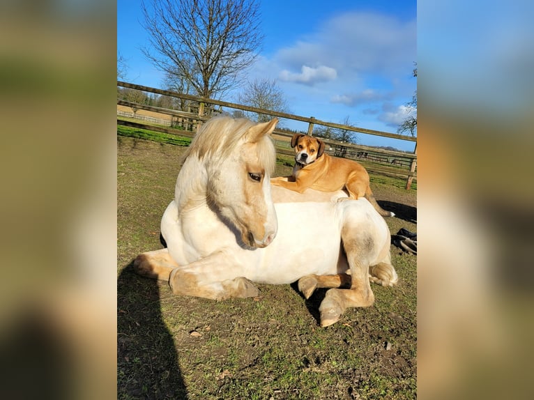 Duitse rijpony Ruin 7 Jaar 148 cm Palomino in Haltern am See