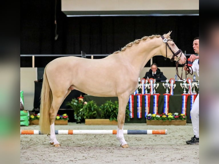 Duitse rijpony Ruin 7 Jaar 148 cm Perlino in Gemonde