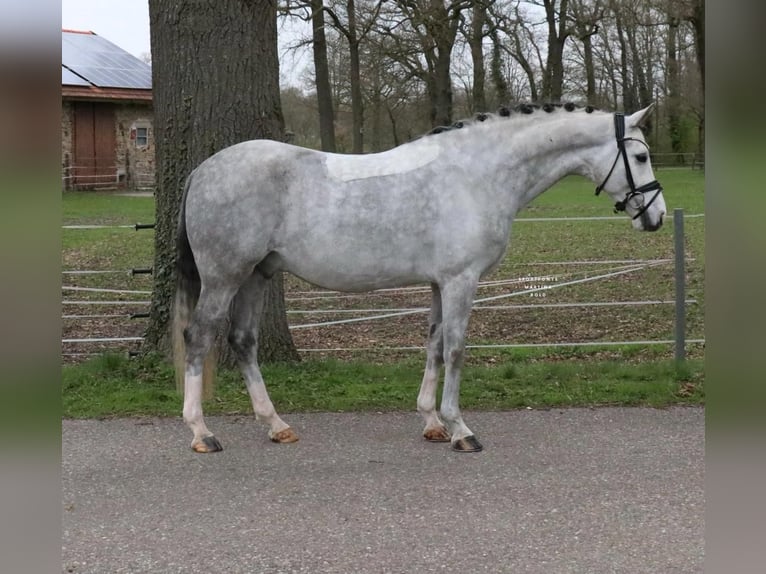 Duitse rijpony Ruin 7 Jaar 148 cm Schimmel in Recke, bei Osnabrück