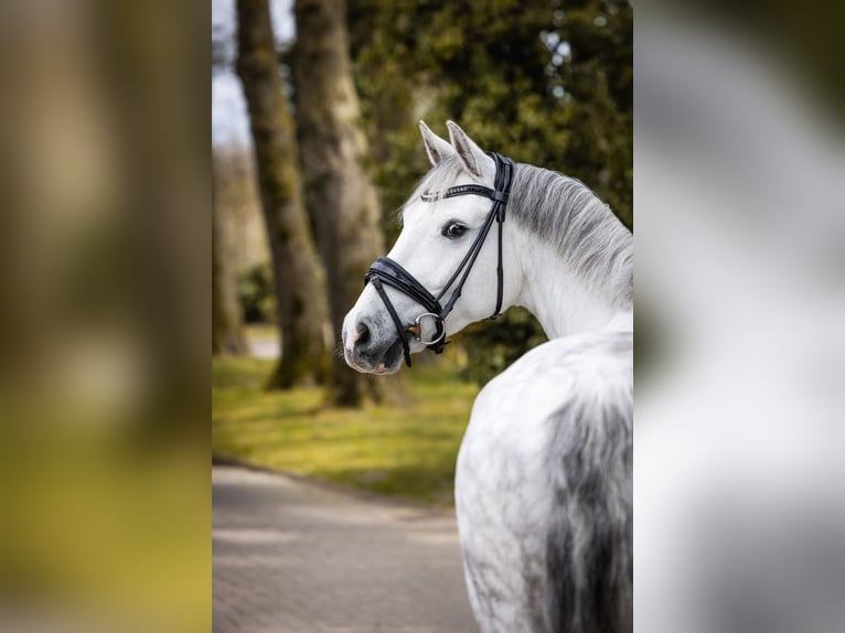 Duitse rijpony Ruin 7 Jaar 148 cm Schimmel in Detern