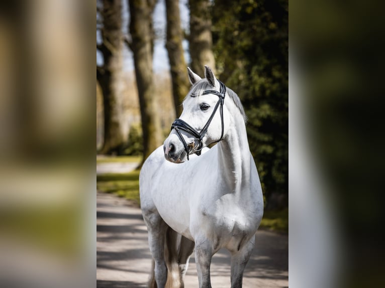 Duitse rijpony Ruin 7 Jaar 148 cm Schimmel in Detern