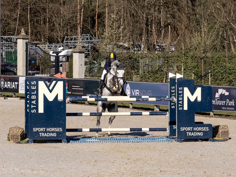 Duitse rijpony Ruin 7 Jaar 148 cm Schimmel in Ascheberg