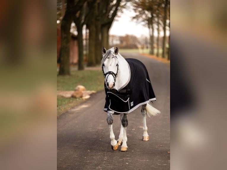 Duitse rijpony Ruin 7 Jaar 148 cm Schimmel in Ascheberg
