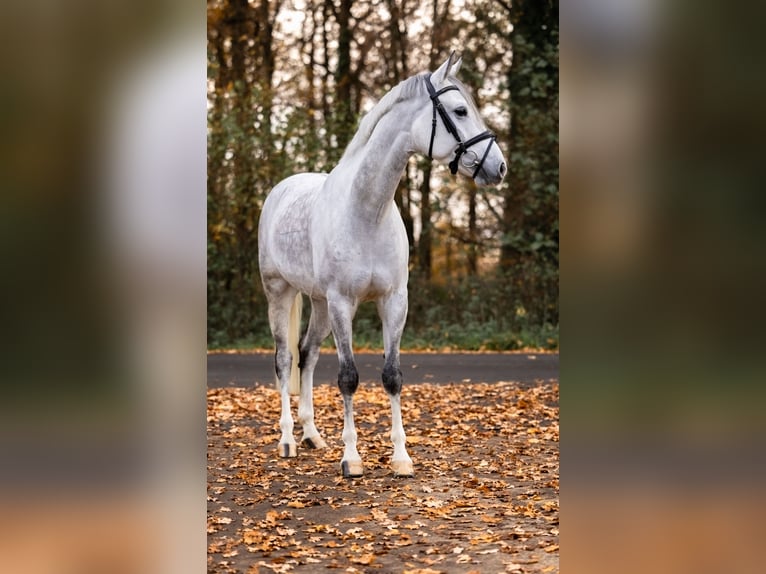 Duitse rijpony Ruin 7 Jaar 148 cm Schimmel in Ascheberg