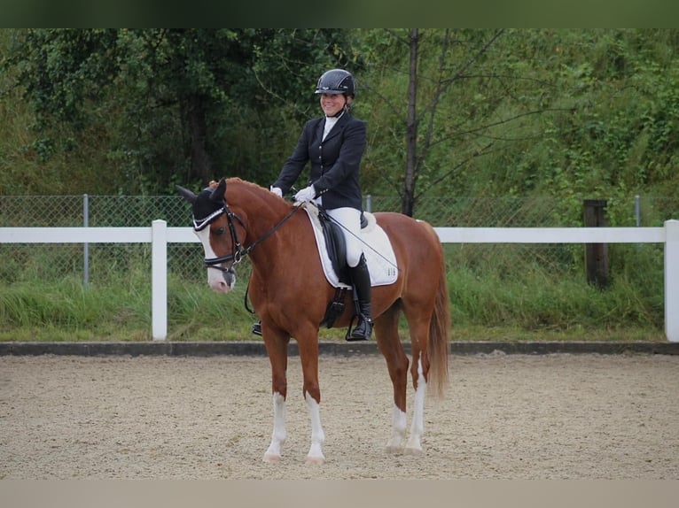 Duitse rijpony Ruin 7 Jaar 148 cm Vos in Aesch (Neftenbach)