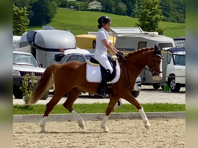 Duitse rijpony Ruin 7 Jaar 148 cm Vos in Aesch (Neftenbach)