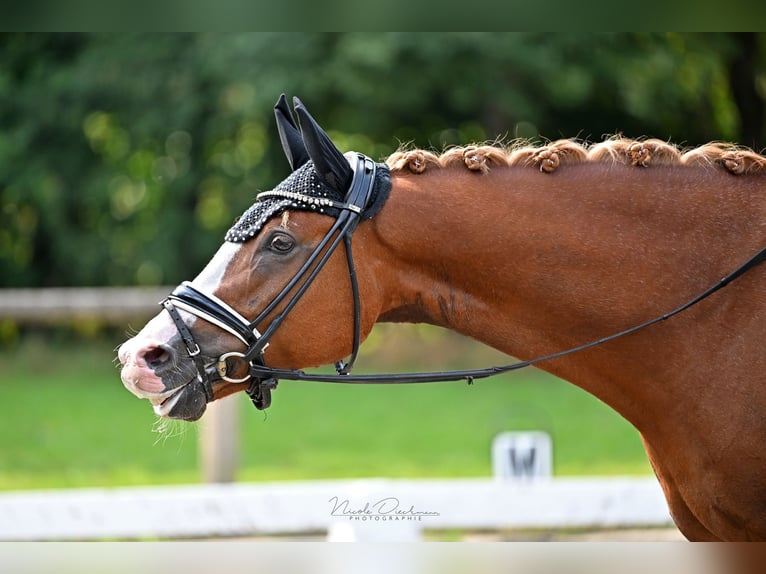 Duitse rijpony Ruin 7 Jaar 148 cm Vos in Kilchberg ZH