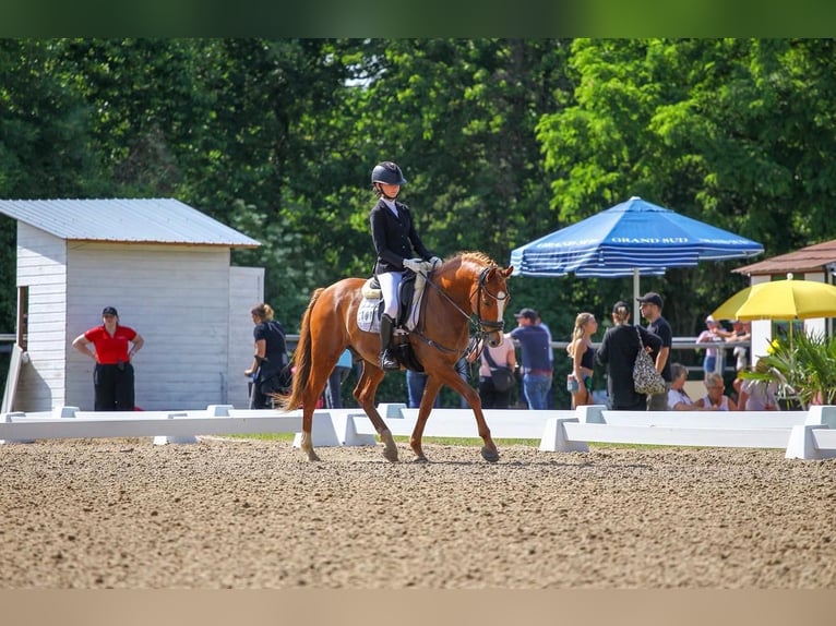 Duitse rijpony Ruin 7 Jaar 148 cm Vos in Rheinbach
