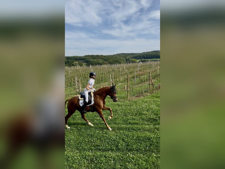 Duitse rijpony Ruin 7 Jaar 148 cm Vos in Rheinbach