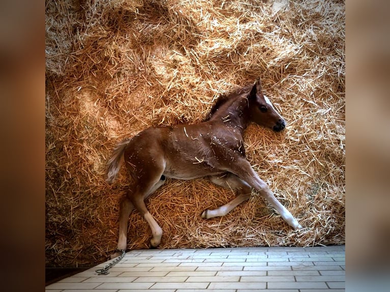 Duitse rijpony Ruin 7 Jaar 148 cm Vos in Entlebuch