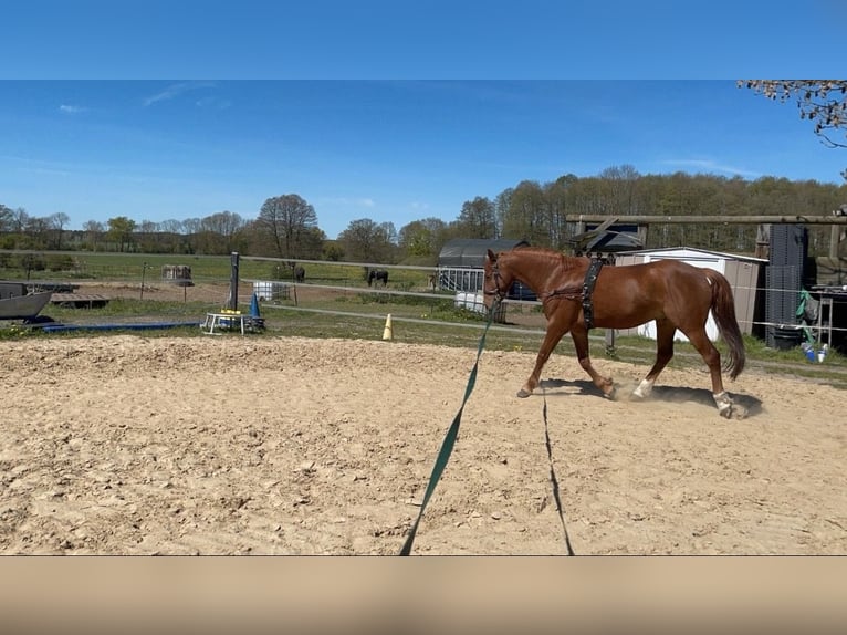 Duitse rijpony Ruin 7 Jaar 148 cm Vos in Grüneberg