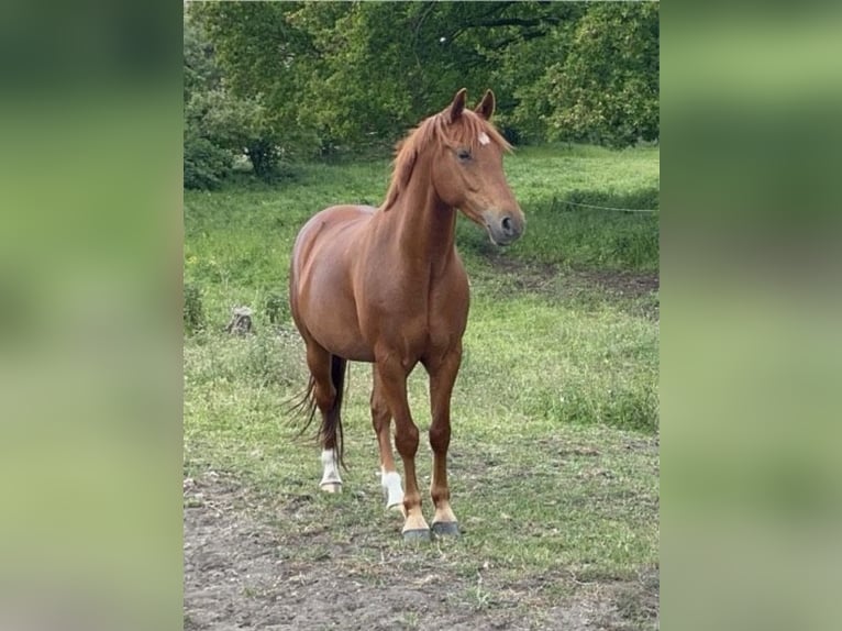 Duitse rijpony Ruin 7 Jaar 148 cm Vos in Grüneberg