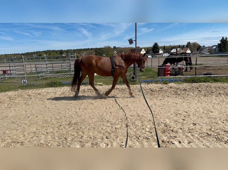 Duitse rijpony Ruin 7 Jaar 148 cm Vos in Grüneberg