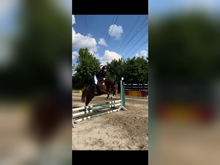 Duitse rijpony Ruin 7 Jaar 148 cm Vos in Schemmerhofen
