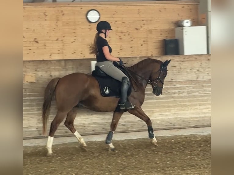 Duitse rijpony Ruin 7 Jaar 148 cm Vos in Schemmerhofen