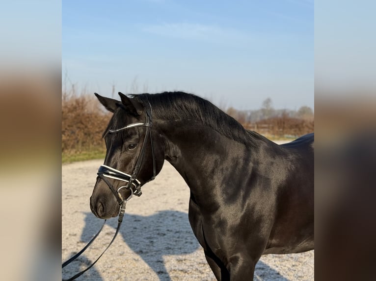 Duitse rijpony Ruin 7 Jaar 148 cm Zwart in Viersen