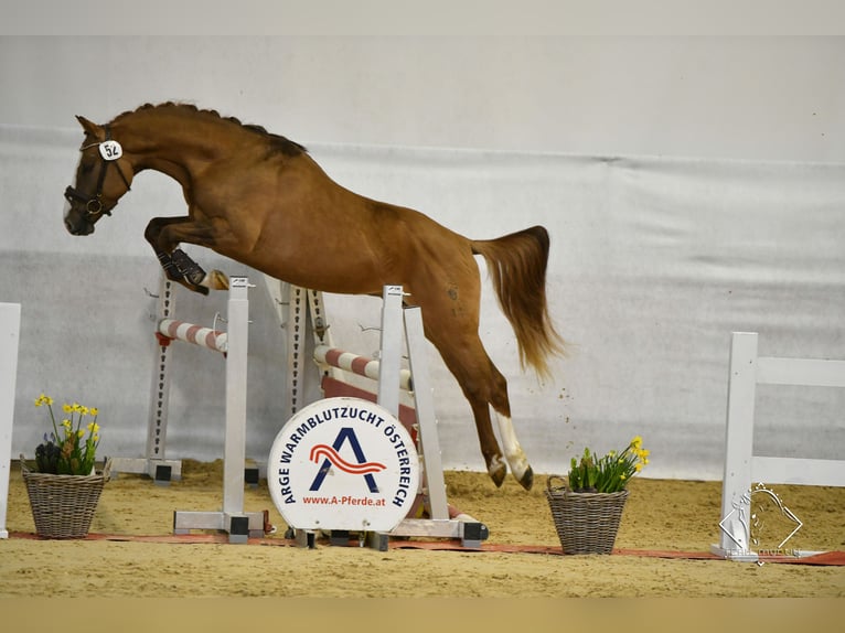 Duitse rijpony Ruin 7 Jaar 150 cm Vos in Wien, Leopoldstadt